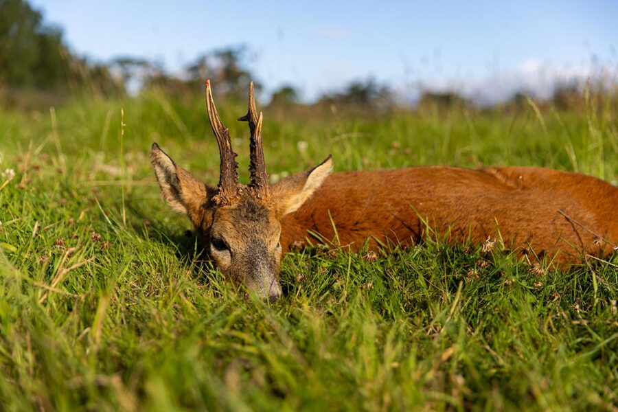 hunting roe deer in the scottish highlands