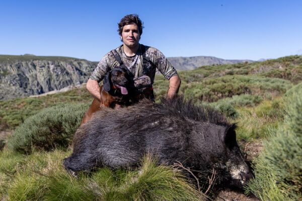 hunting wild boar in spain hunt in gredos