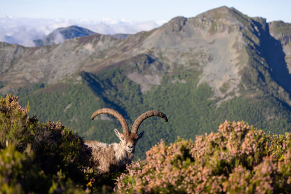 ibex hunt in spain mountain hunting spanish ibex