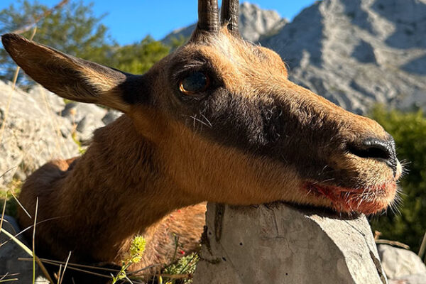 mountain-hunting-in-spain-chamois-hunt-in-spain-cazar-rebeco-en-espana