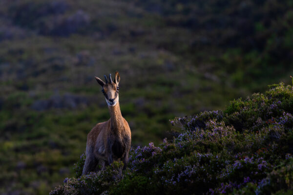 rececho de rebeco en espana chamois hunting in spain