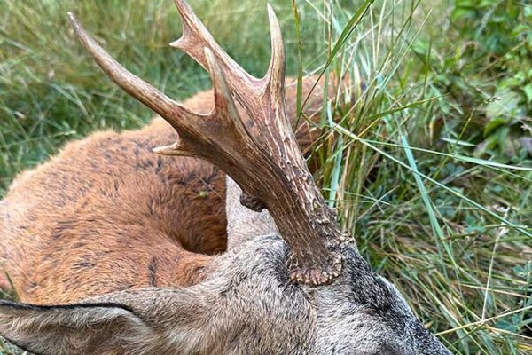 roe deer hunting in spanish mountain hunting agency in spain