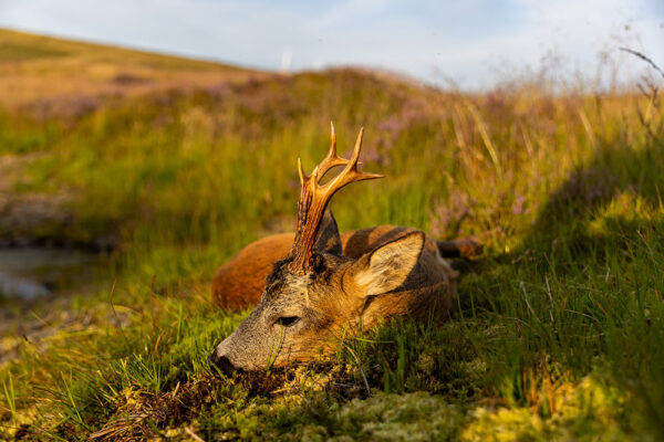 roe deer stalking in scotland hunting agency in scotland