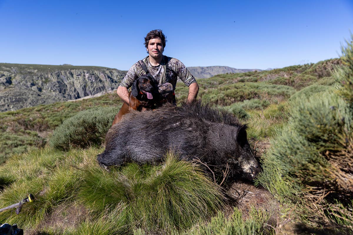 wild boar hunt in spain mountain hunting in spain