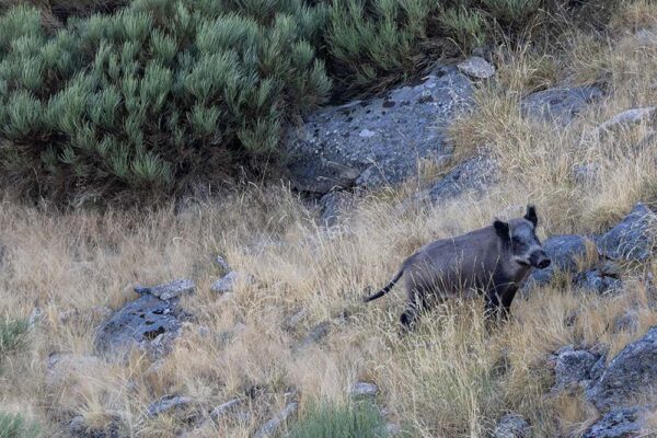 wild-boar-hunting-in-spain-spanish-outfitter