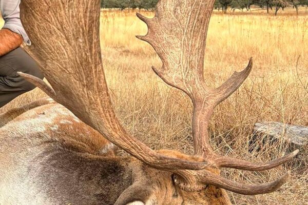 fallow deer hunting in spain spanish outfitter hunting agency in spain