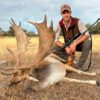 fallow deer hunting in spain spanish outfitter hunting agency in spain