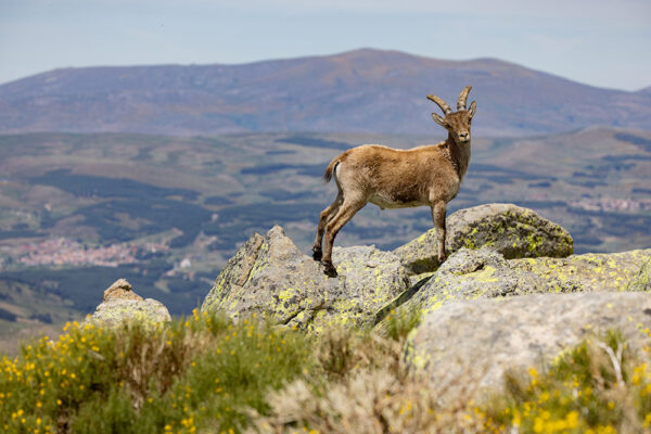 hunting gredos ibex in spain chasse bouquetin de gredos en espagne