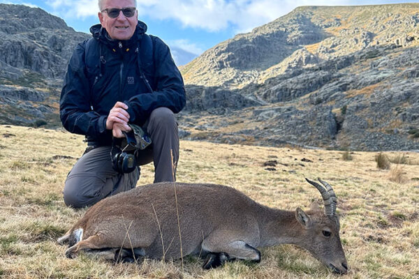 hunting spanish ibex stalking gredos ibex in spain