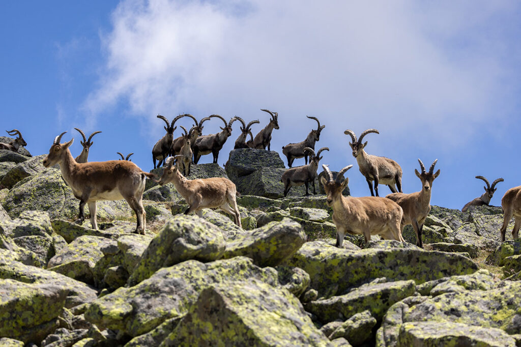 medal class gredos ibex hunt hunting gredos ibex in spain