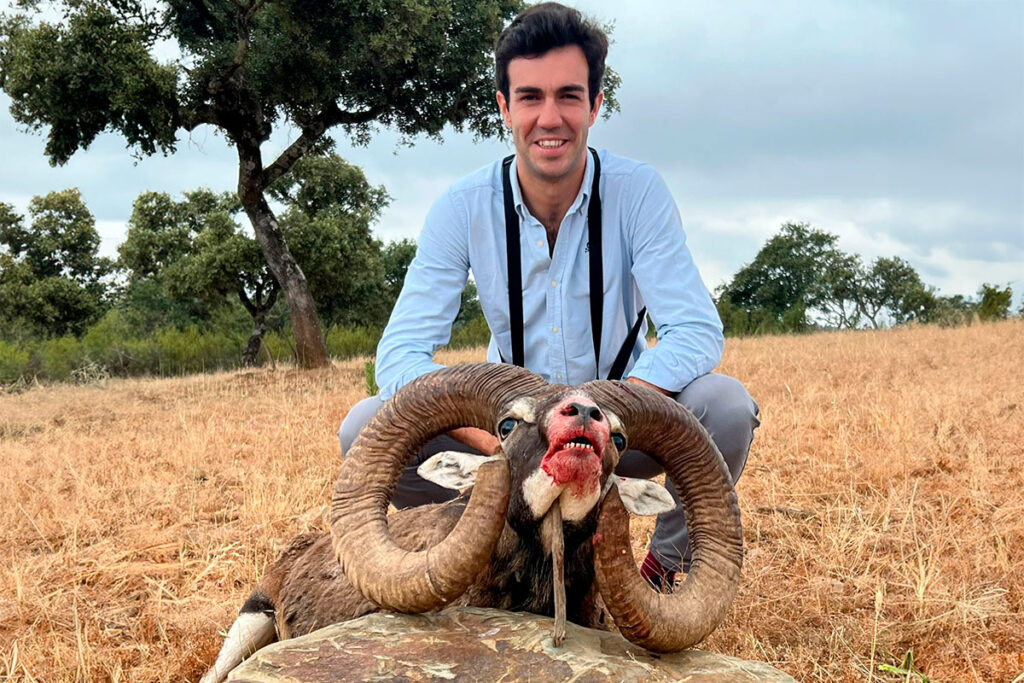 mouflon hunting in spain medal class mouflon hunt in spain