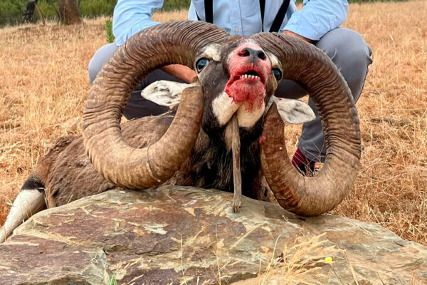 mouflon hunting in spain medal class mouflon spanish monteria