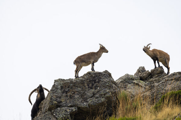 Hunting-outfitter-spain