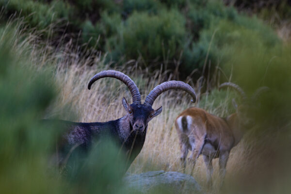 guided hunting spain