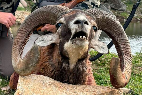 hunt spain hunting guided mouflon