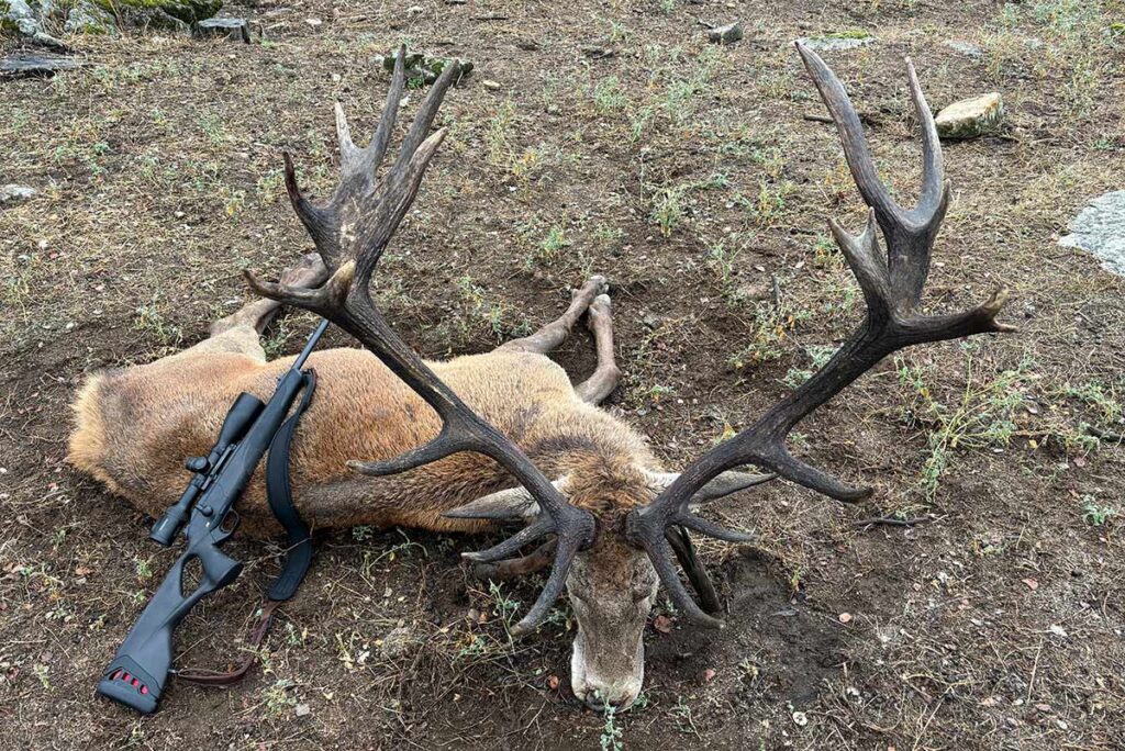 hunt spain red stag hunting guided