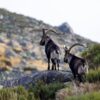 hunting ibex in spain