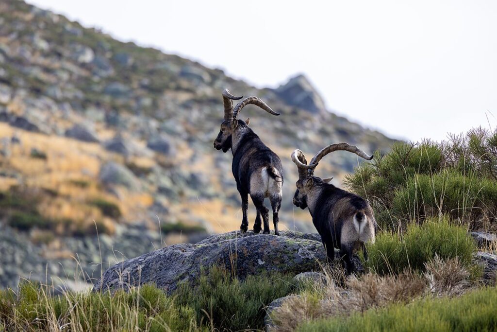 hunting ibex in spain