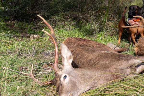 hunting trips in spain spanish hunts monteria