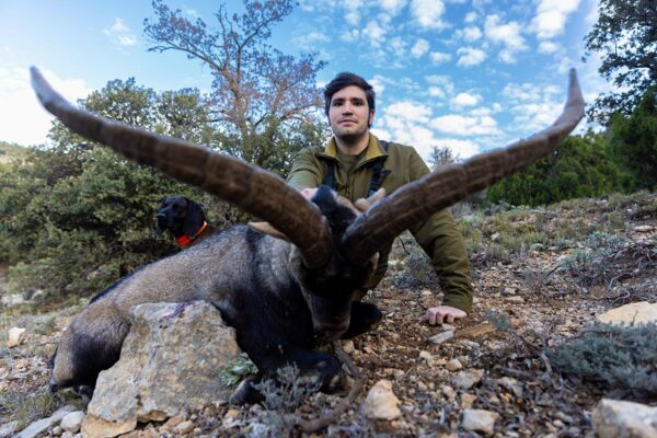 ibex in spain