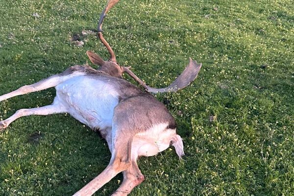 fallow-deer-hunting-in-spain-hunt-fallow-deer-in-spain-hunting-trip-spain