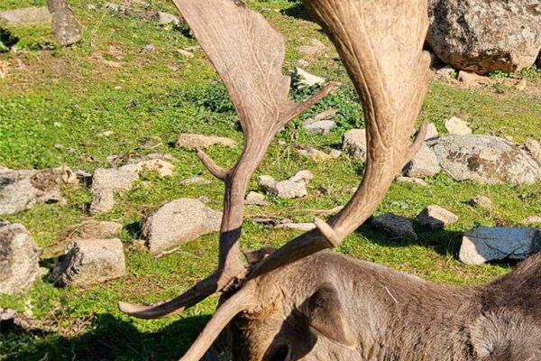 hunting-fallow-deer-in-spain-fallow-deer-hunt-in-spain-hunting-excursions