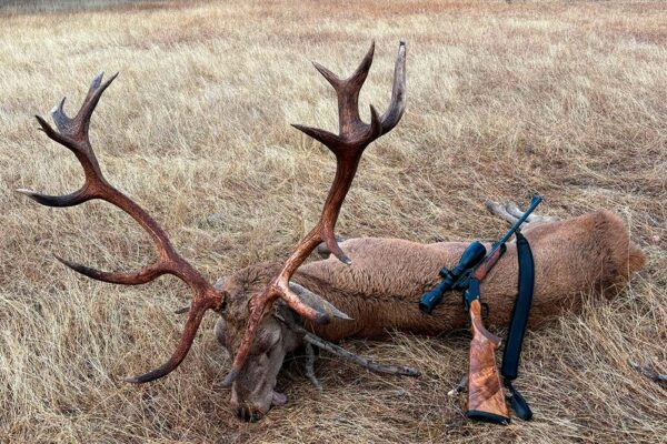 hunting in free range area in spain hunting guided free range hunts in spain