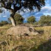 hunting outfitters wild boar hunts in spain hunting guided hunting wild boar