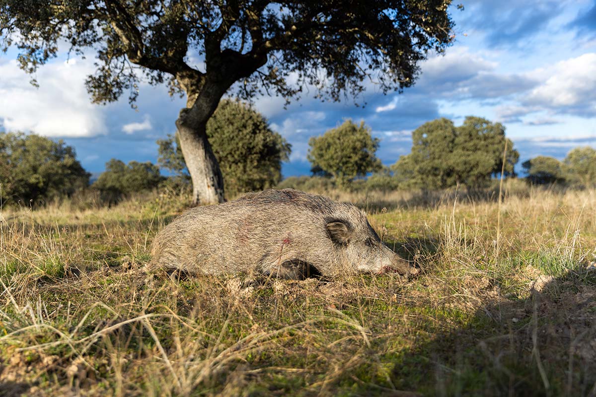 hunting outfitters wild boar hunts in spain hunting guided hunting wild boar