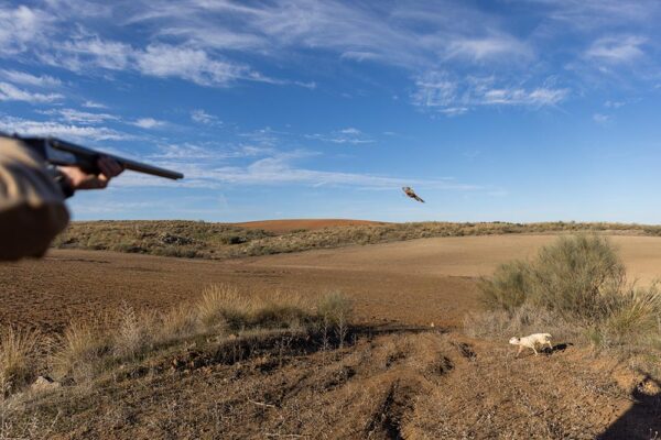 red-legged-partridge-shooting-in-spain-small-game-hunting-in-spain-1