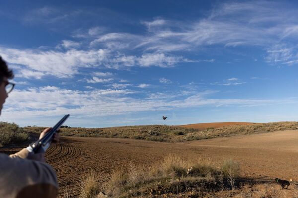 red-legged-partridge-shooting-in-spain-small-game-hunting-trips-in-spain