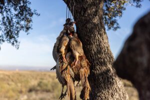 small game hunting in spain red legged partridge hunting in spain hunting excursions