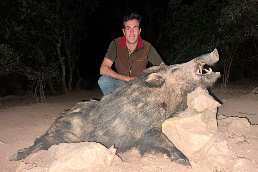 wild boar hunting in spain guided hunting outfitters in spain