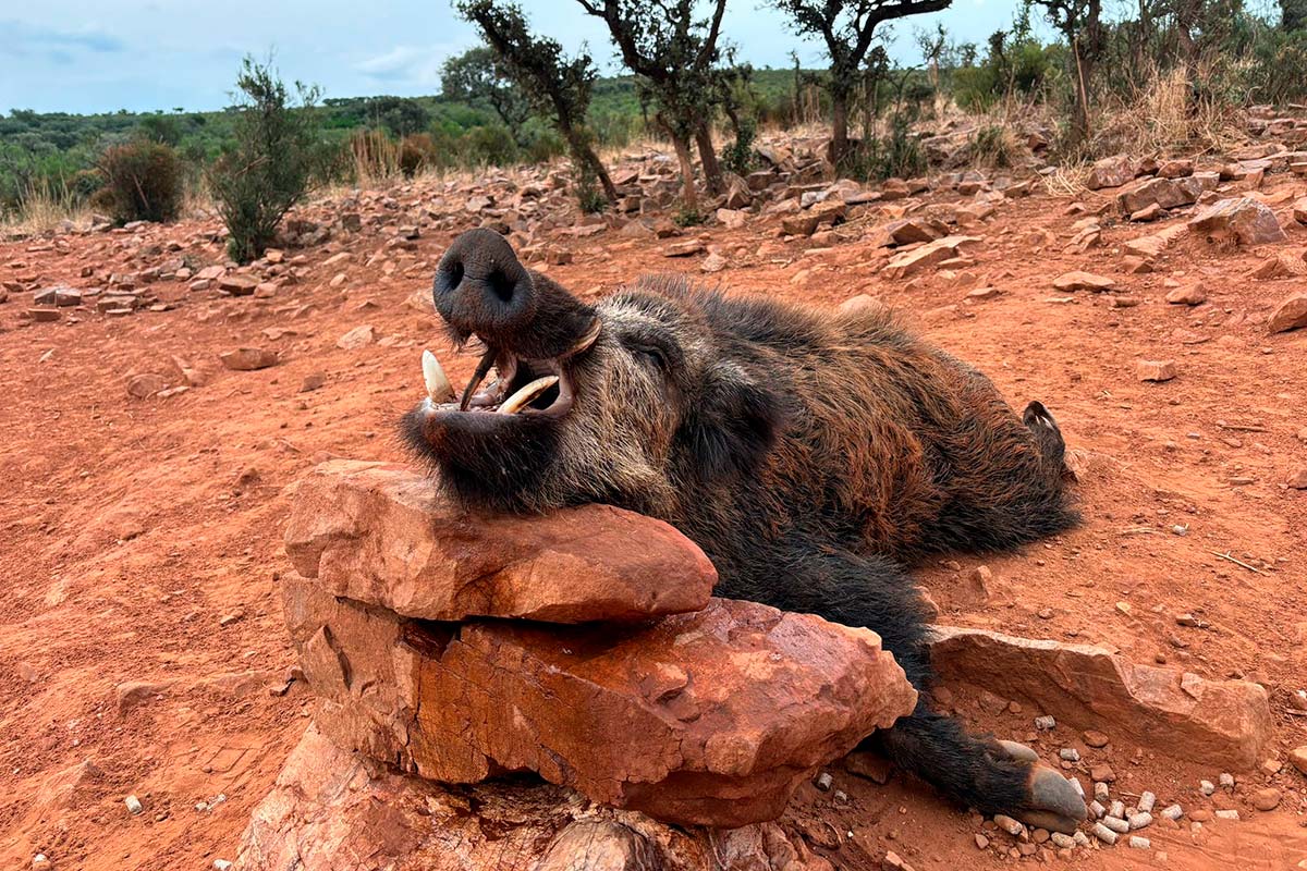 wild boar hunting in spain hunt a wild boar in spain hunting excursions