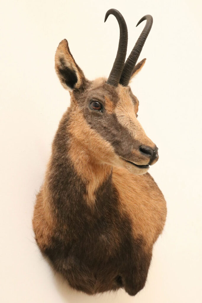 cantabrian-chamois-hunting svg+xml;charset=utf