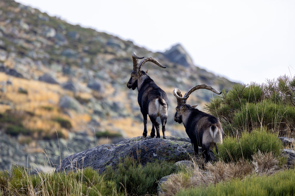 Hunting Ibex in Spain 1 faqs about spain hunting trip