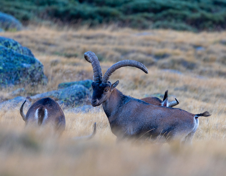 Southeastern ibex hunting 1 gold southeastern ibex