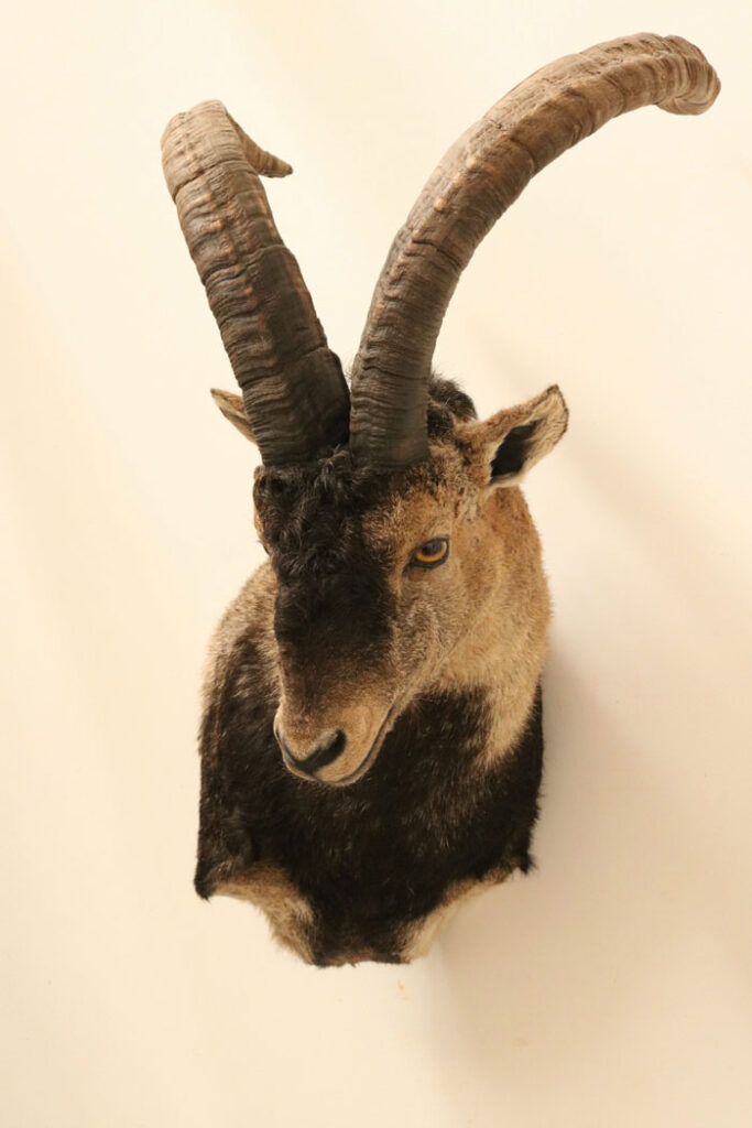 gredos-ibex-hunting svg+xml;charset=utf