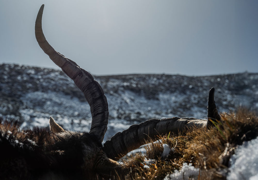 Landing Hunting Ibex in Spain 3 ibex hunt