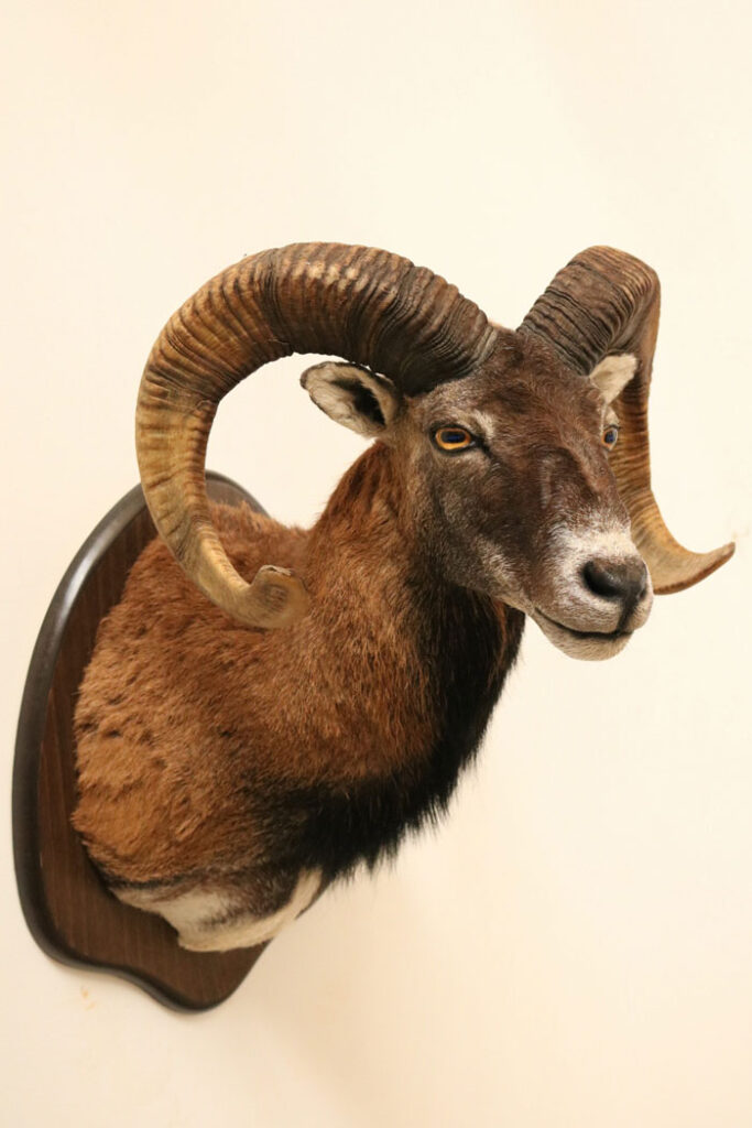 mouflon-hunting svg+xml;charset=utf