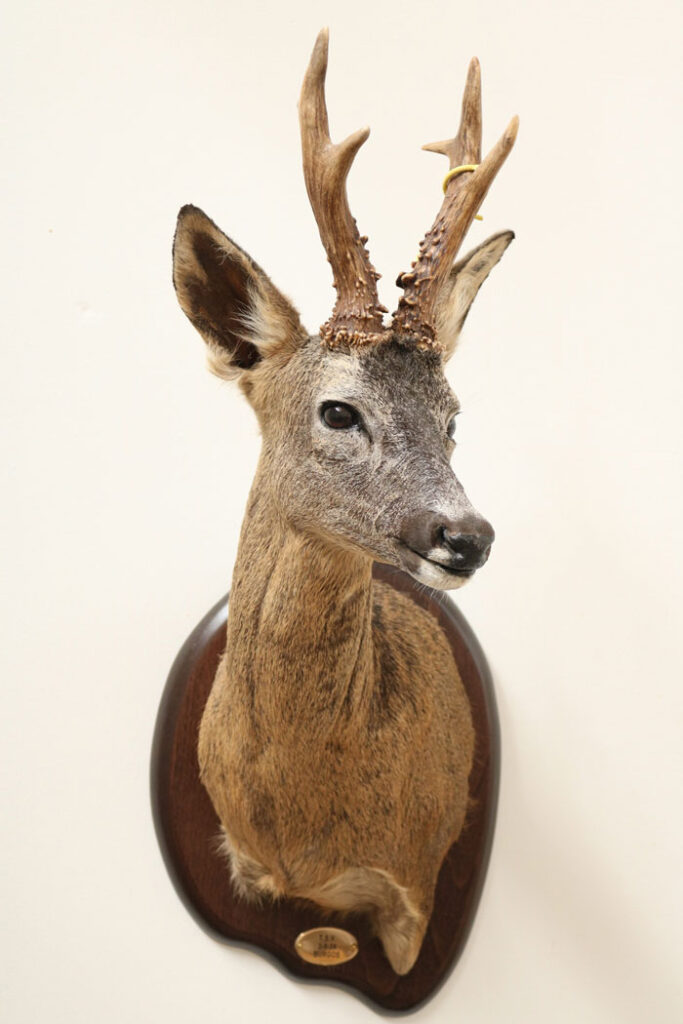 roe-deer-hunting svg+xml;charset=utf