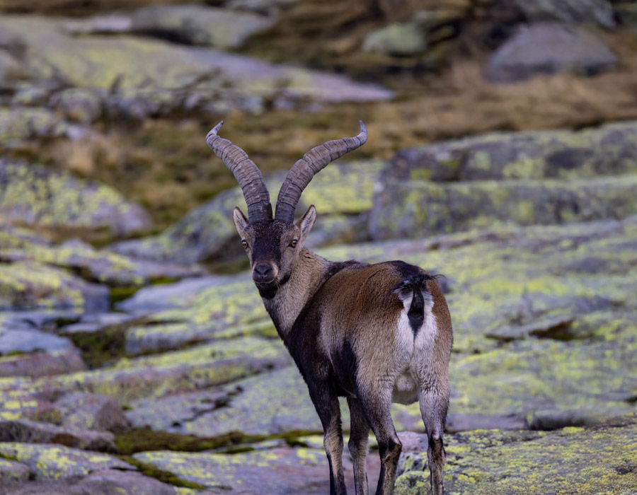 Ronda Ibex Hunting 1 Ronda Ibex hunt in southern Spain, ideal for trophy hunters visiting Spain.