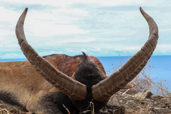 ronda ibex hunting