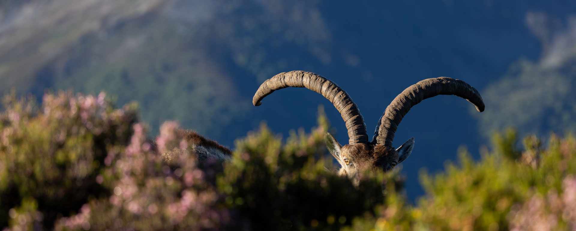 spanish ibex grand slam