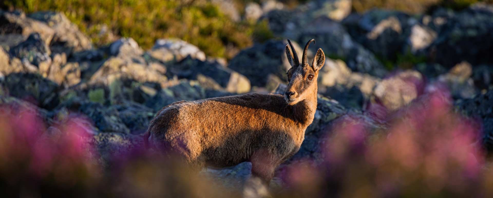 Mike’s Cantabrian Chamois Hunt: A True Mountain Adventure