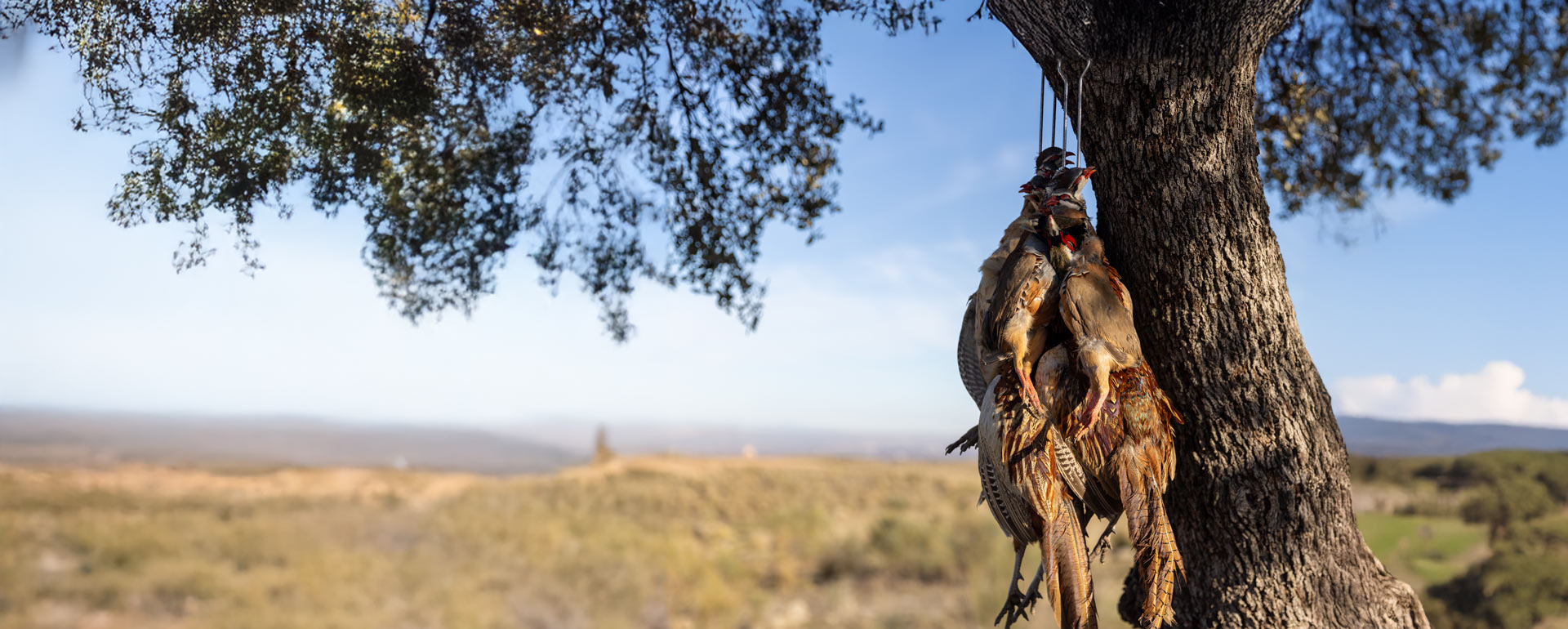 duck hunting in spain