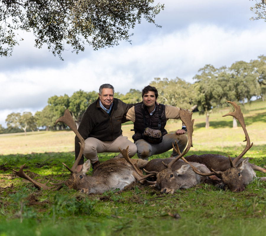 european fallow deer driven hunts in spain