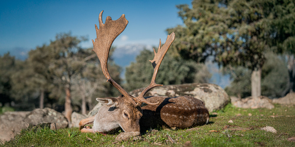 fallow deer hunting season