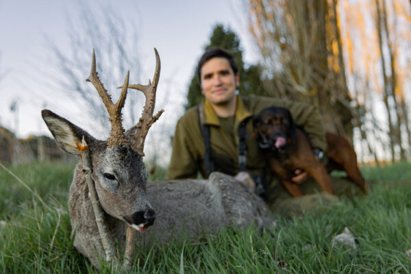 gold roe deer hunting in spain