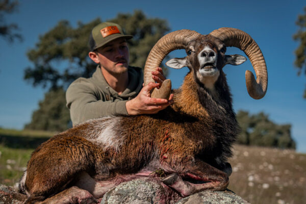 hunt mouflon in spain driven hunts